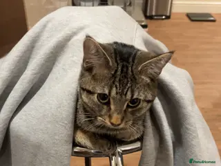 Domestic Shorthair cats 1 Year Old Male Cat in Bradford - Advert 2