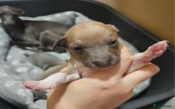 Italian Greyhound dogs for sale: Italian Greyhound Puppies - Kennel Club Registered - Image 8
