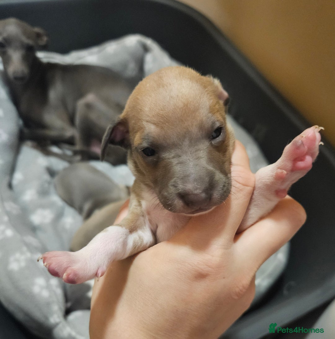 Italian Greyhound dogs for sale: Italian Greyhound Puppies - Kennel Club Registered - Image 8