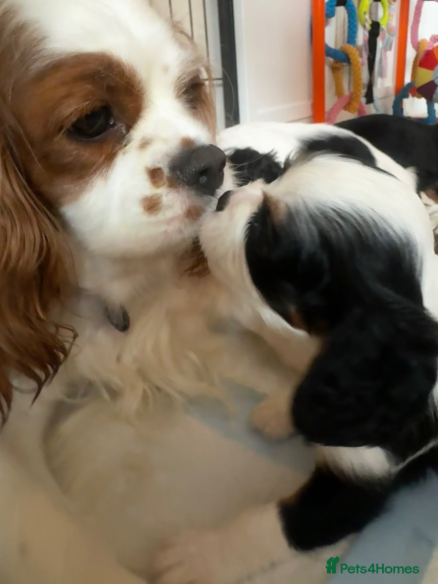 Cavalier King Charles Spaniel dogs Very rare in UK ultra-low COI 0.2% Choc carrier KC - Advert 3