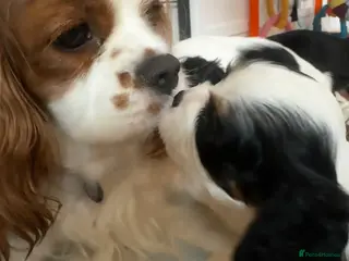 Cavalier King Charles Spaniel dogs Very rare in UK ultra-low COI 0.2% Choc carrier KC - Advert 3