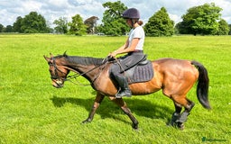 English Thoroughbred horses for sale: Smart hunter for sale - perfect mother/daughter - Image 5