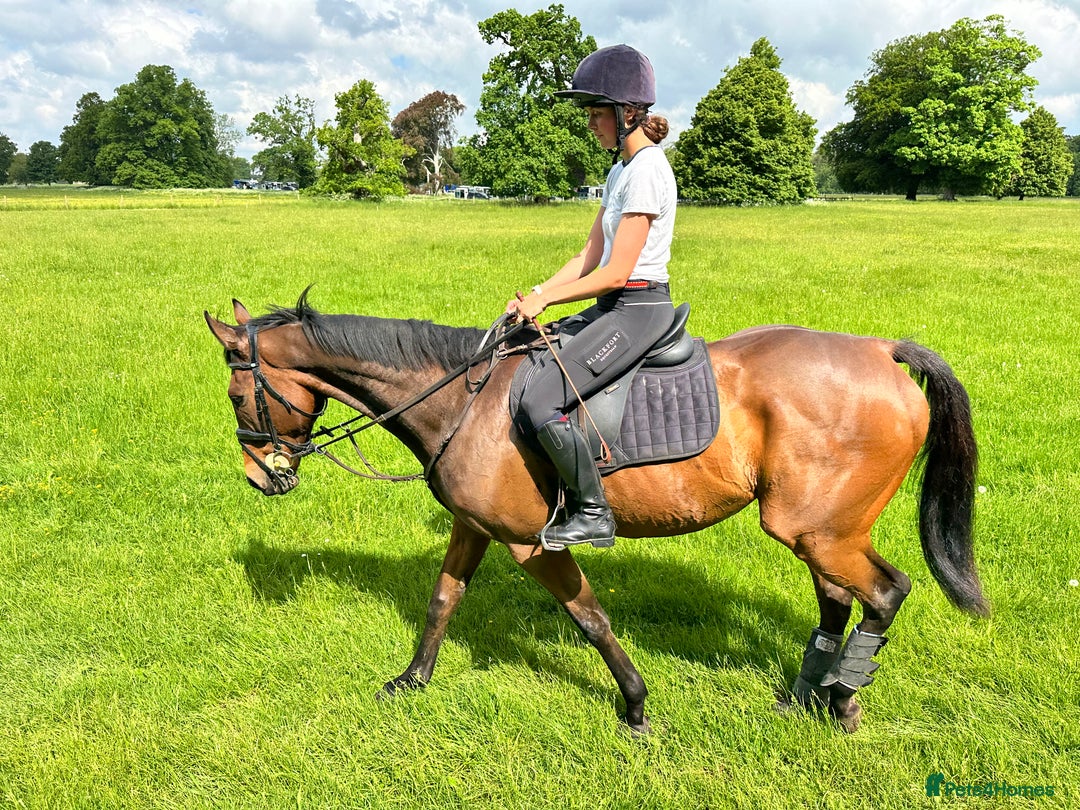 English Thoroughbred horses for sale: Smart hunter for sale - perfect mother/daughter - Image 5