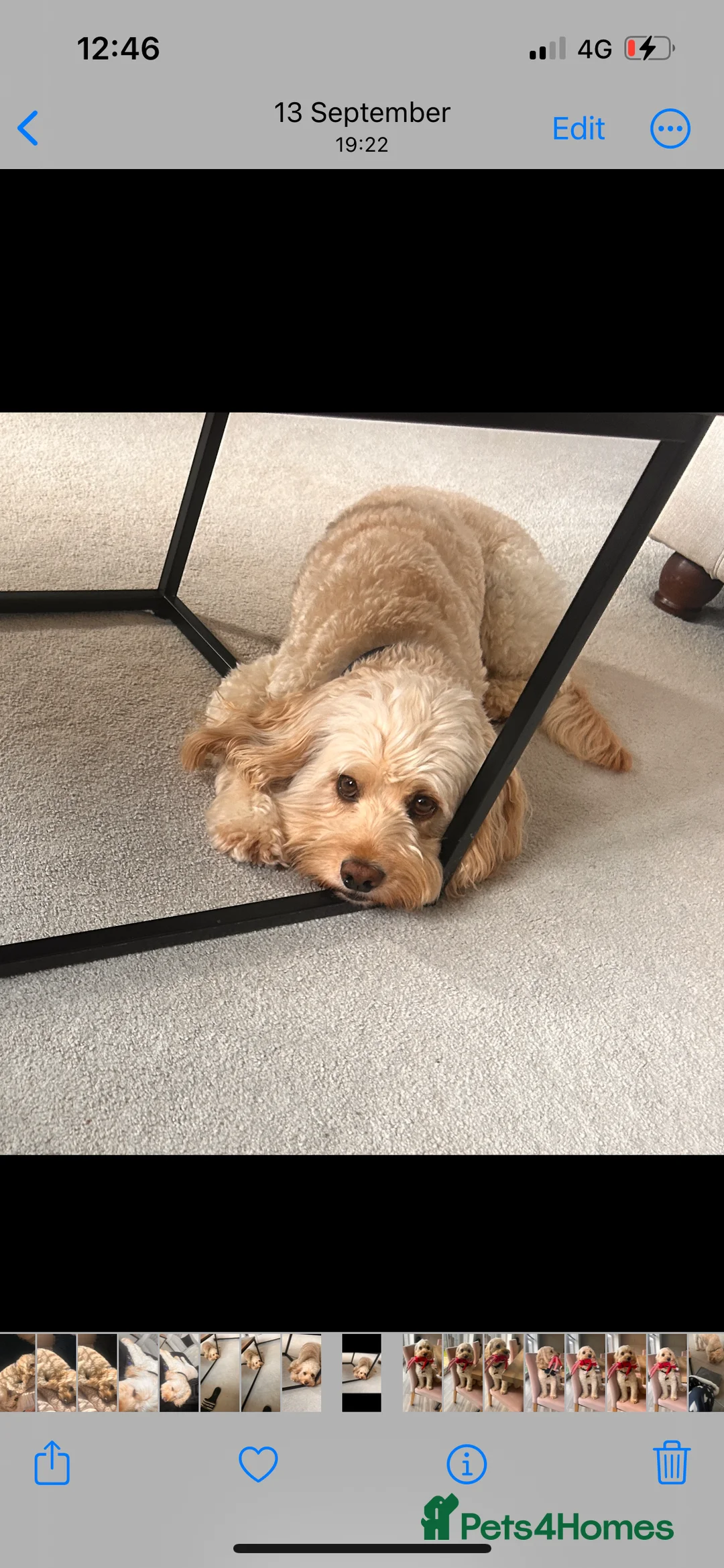 Cockapoo dogs for stud: Beautiful apricot cockapoo for stud in Hartlepool - Advert 17