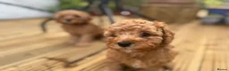 Cavapoo dogs for sale: Dog Trainer’s Cavapoo fur babies   - Advert 5