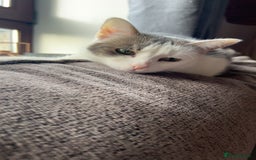 Domestic Shorthair cats for sale: Beautiful and loving female cat - Image 2