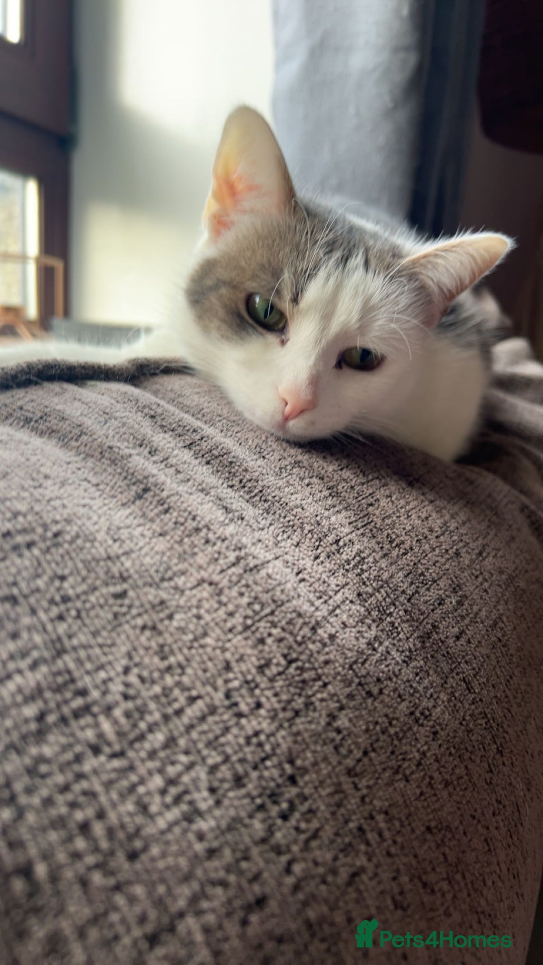 Domestic Shorthair cats for sale: Beautiful and loving female cat - Image 2