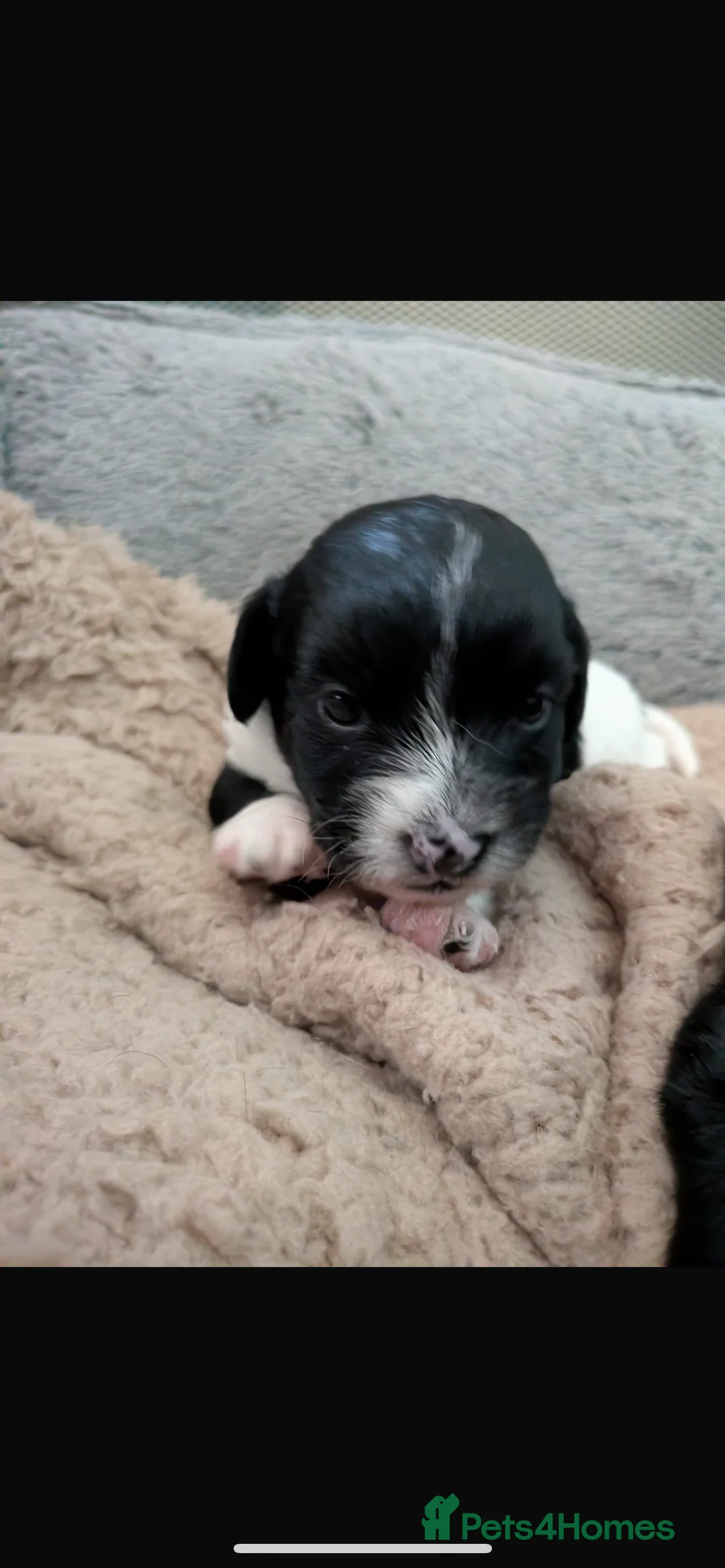 Mixed Breed dogs for sale: Jackapoo puppies for sale - Advert 10