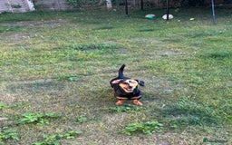 Mixed Breed dogs for sale: 5 year old Dachshund (cross) needs rehoming - Image 15