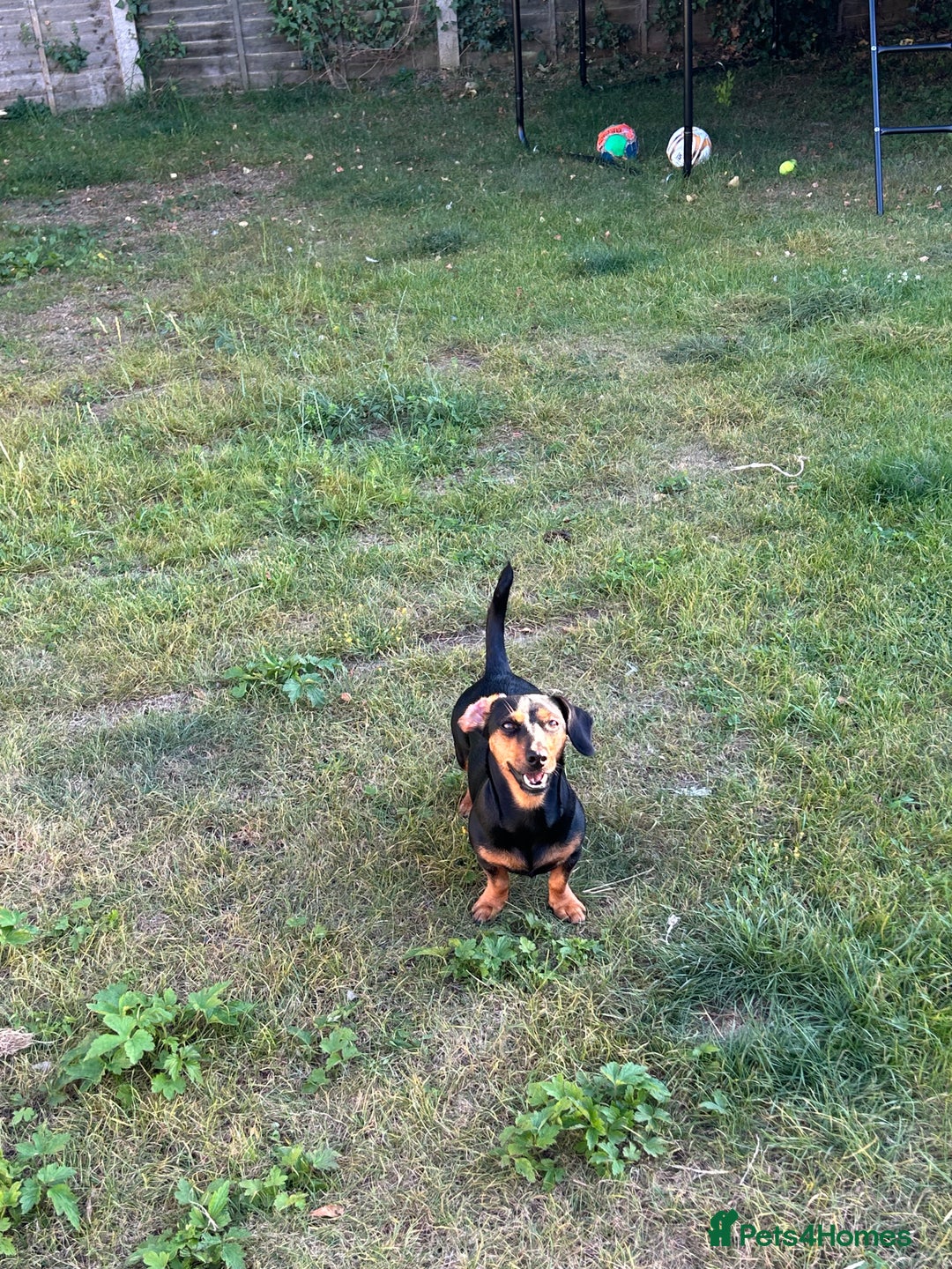 Mixed Breed dogs for sale: 5 year old Dachshund (cross) needs rehoming - Image 15