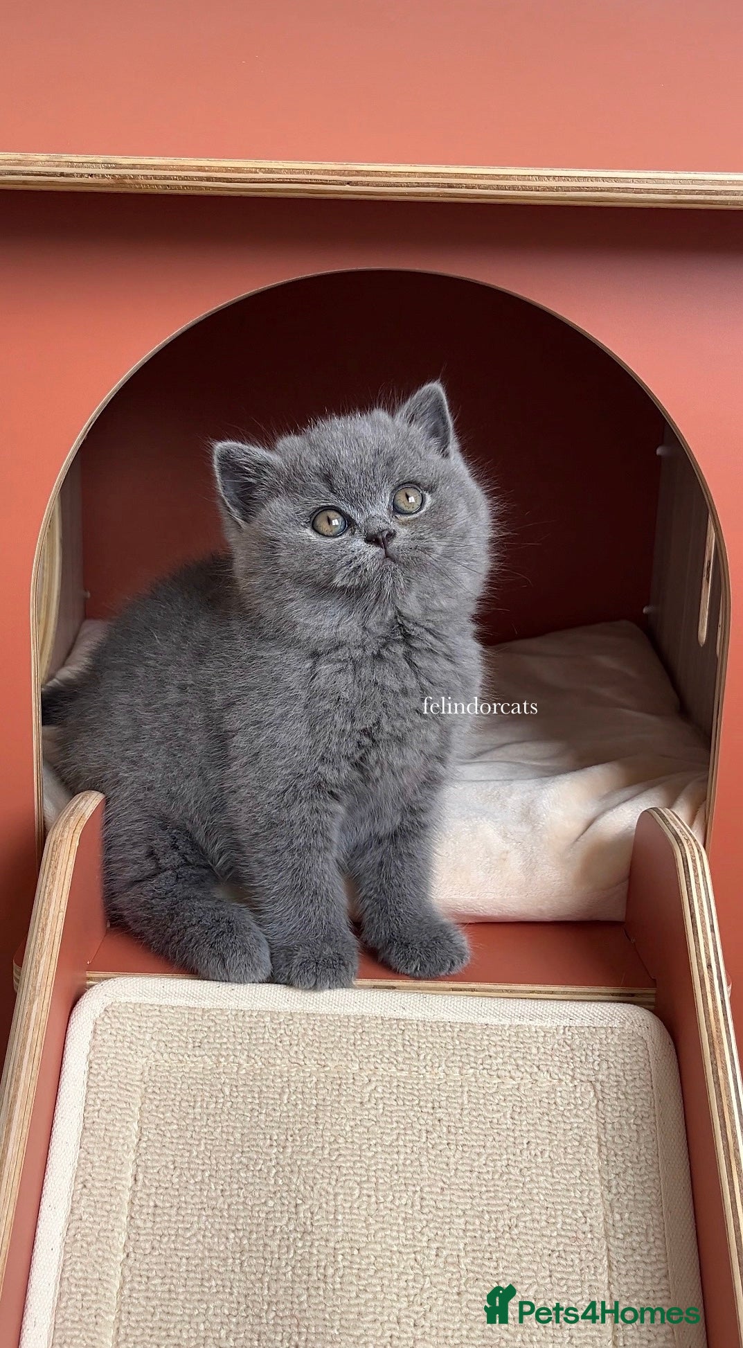 British Shorthair cats Available Last gorgeous blue girl!💙 - Advert 6