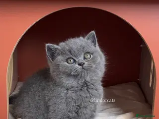 British Shorthair cats Available Last gorgeous blue girl!💙 - Advert 6