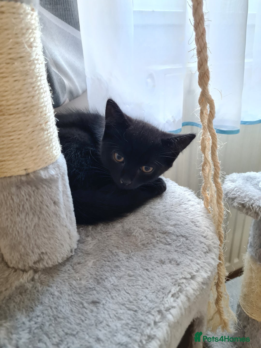 Mixed Breed cats for sale: British shorthair mixed kitten and mother  - Image 10