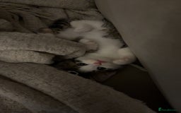 Mixed Breed cats for sale: 6 kittens - Image 6