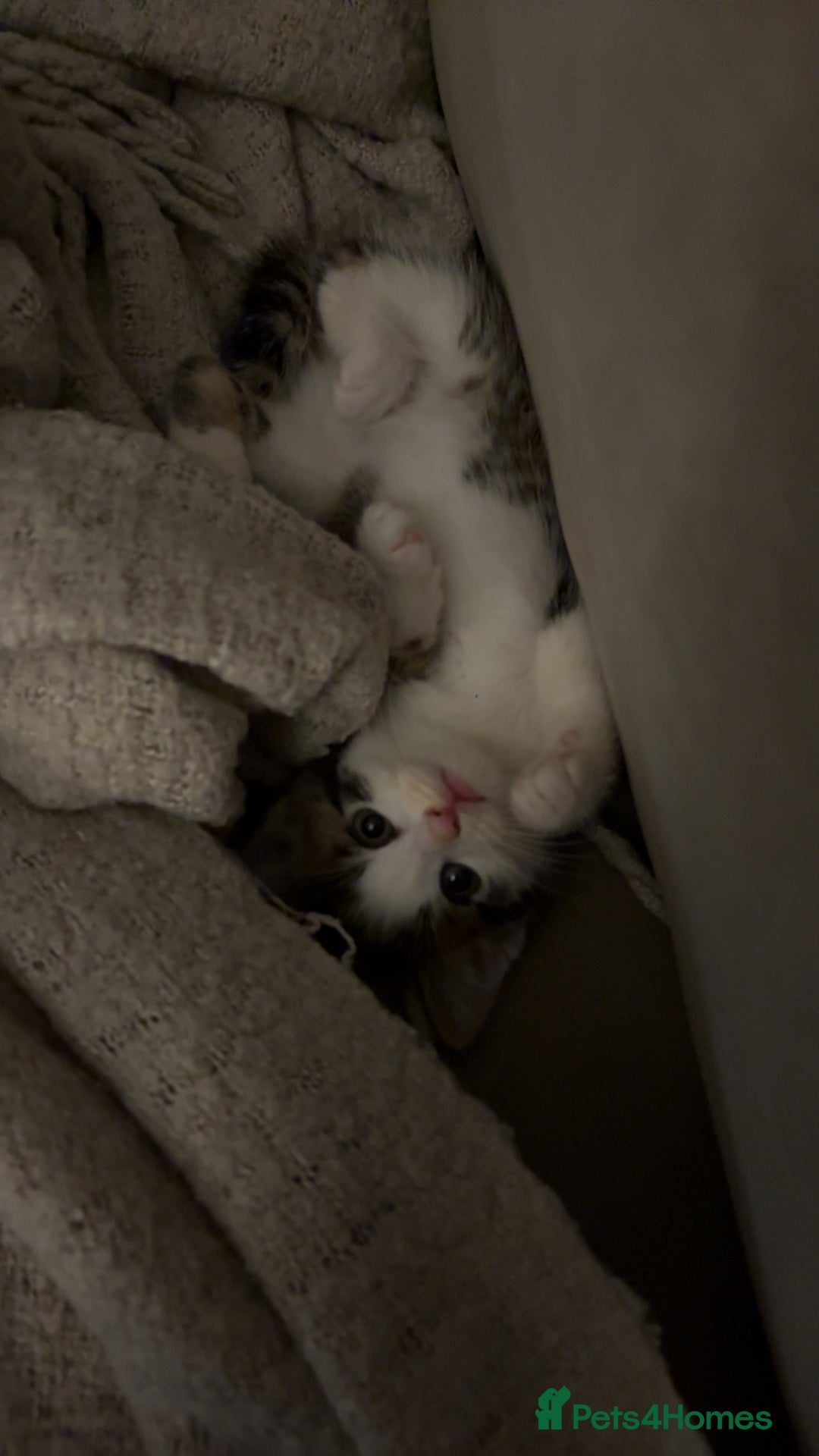 Mixed Breed cats for sale: 6 kittens - Image 6