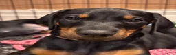 Dobermann dogs for sale: KC reg Dobie Pups | Two girls available - Advert 2