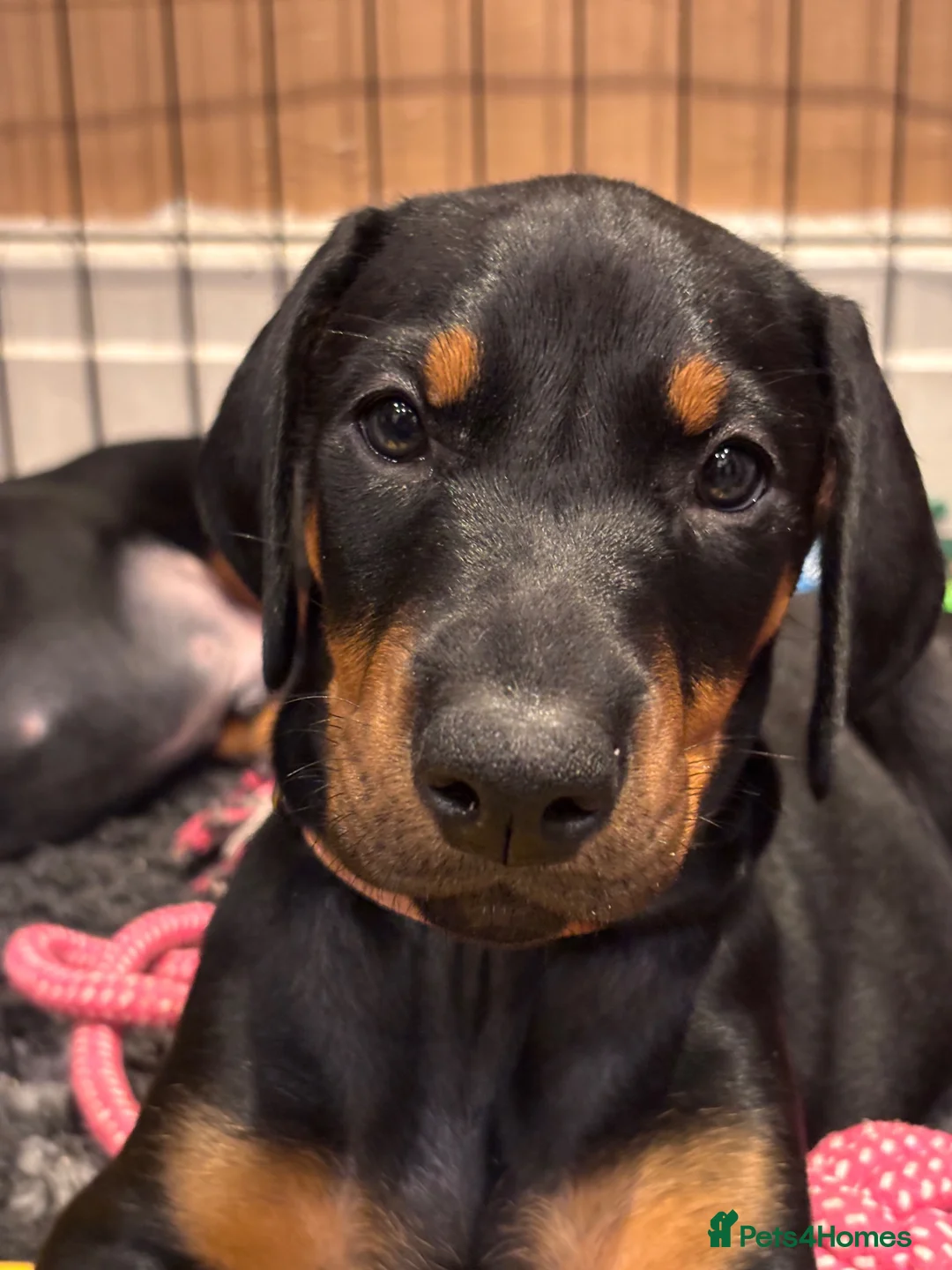 Dobermann dogs for sale: KC reg Dobie Pups | Two girls available - Advert 2