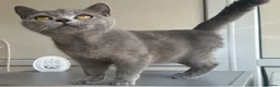 British Shorthair cats for sale: Beautiful chunky British shorthaired kittens  - Advert 6