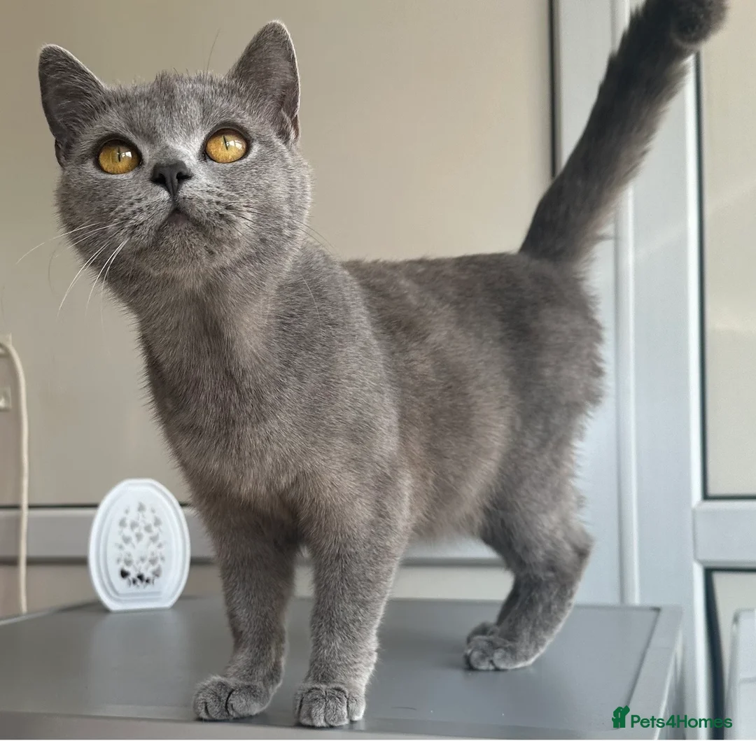 British Shorthair cats for sale: Beautiful chunky British shorthaired kittens  - Advert 6