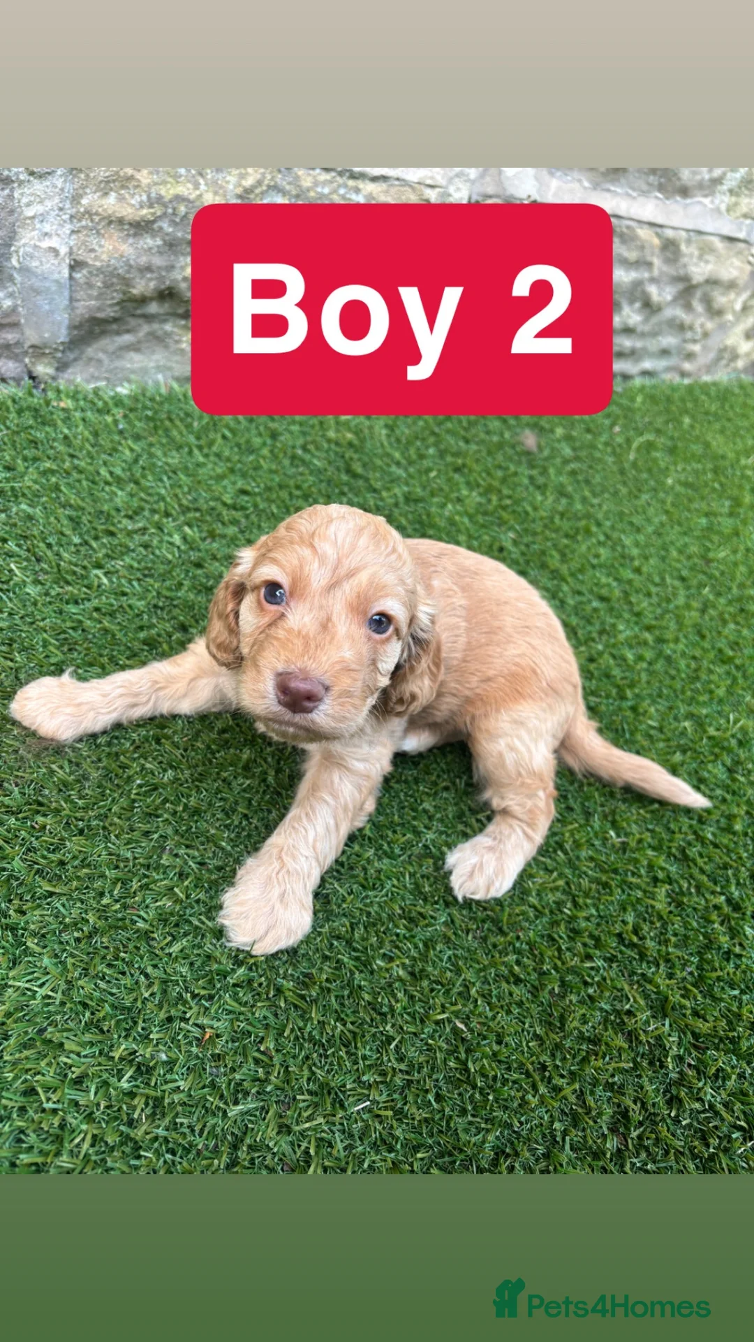 Cockapoo dogs for sale: Beautiful Cockapoo puppies  - Advert 15
