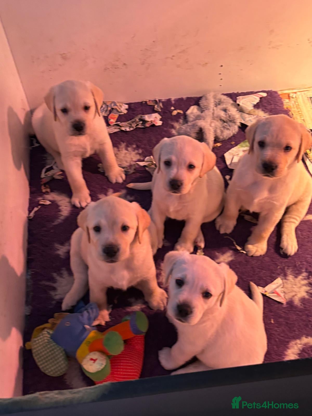 Labrador Retriever dogs Chunky yellow puppies  - Advert 5