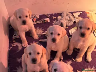 Labrador Retriever dogs Chunky yellow puppies - Advert 5