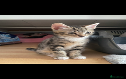 Mixed Breed cats for sale: 4 Beautiful Kitties For Sale  - Image 2