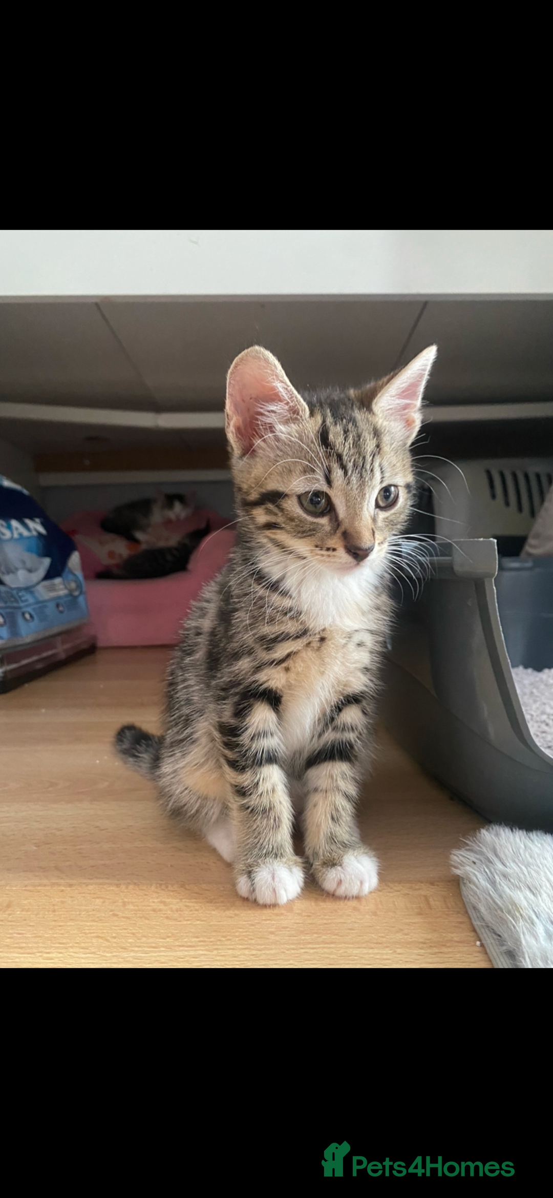 Mixed Breed cats for sale: 4 Beautiful Kitties For Sale  - Image 2