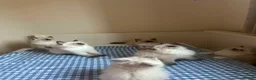 Ragdoll cats for sale: GCCF Adorable ragdoll kittens ready to gohome now - Advert 24