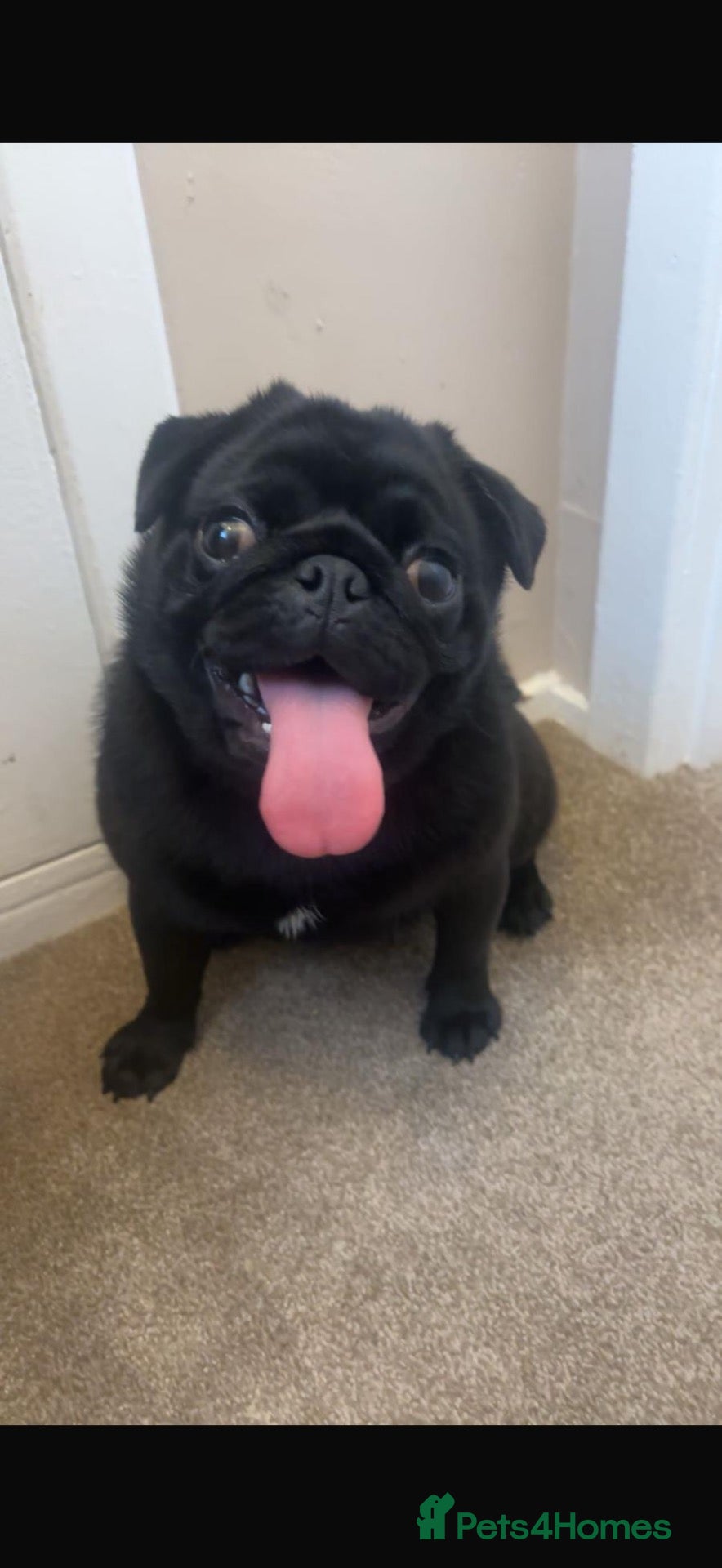Pug dogs 🐾 **PUG PUPPIES – INTEREST NOW BEING TAKEN 🐾** - Advert 1