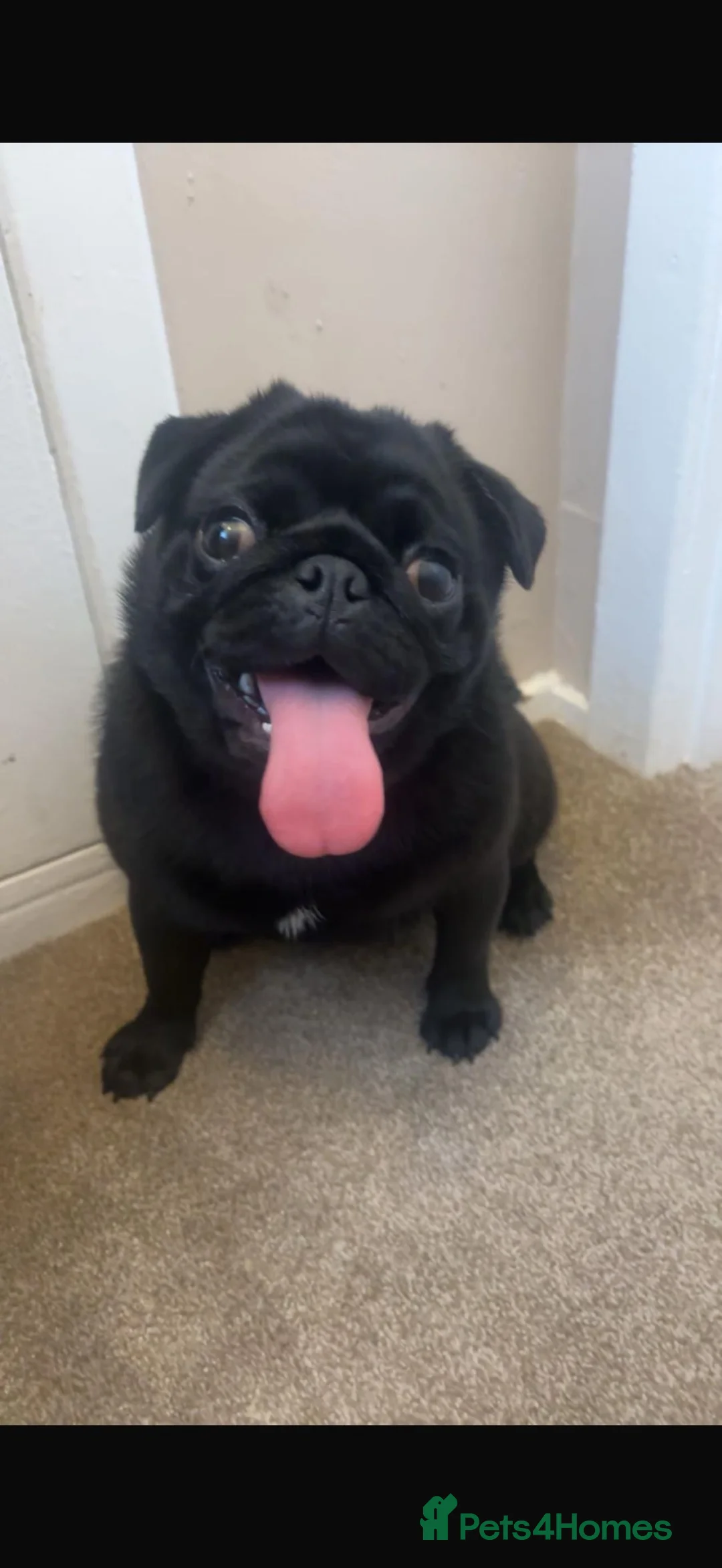 Pug dogs for sale: 🐾 **PUG PUPPIES – INTEREST NOW BEING TAKEN 🐾** - Advert 1