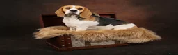 Beagle dogs for sale: CH Sired, Fully Health Tested, KC Reg, Beagle Pups - Advert 38