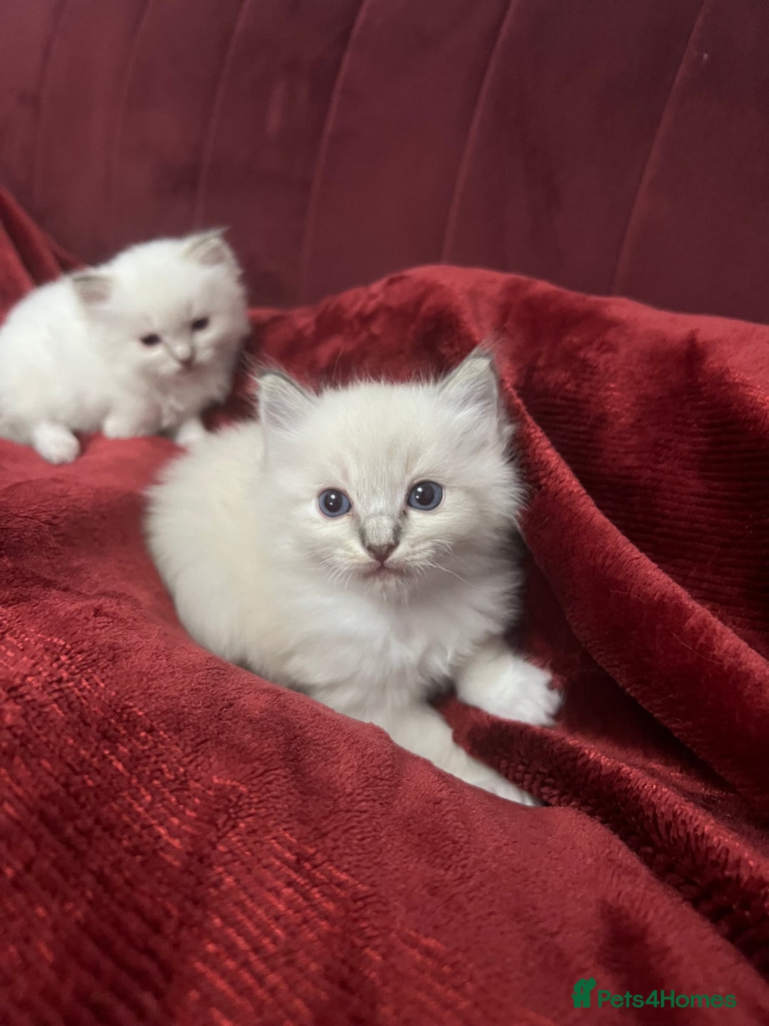 Ragdoll cats for sale: 3 Pure Ragdoll kittens and their mum  - Image 8