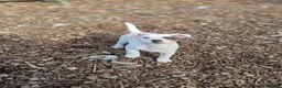 Jack Russell dogs for sale: Lovely Jack russell puppies - Advert 22