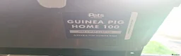 Guinea Pig rodents for sale: Boy Guinea Pigs - Advert 17