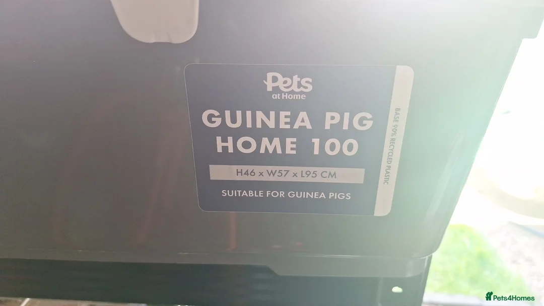 Guinea Pig rodents for sale: Boy Guinea Pigs - Advert 17