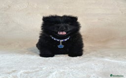 Chow Chow dogs for sale: Exotic colour chowsky puppies for sale  - Image 5