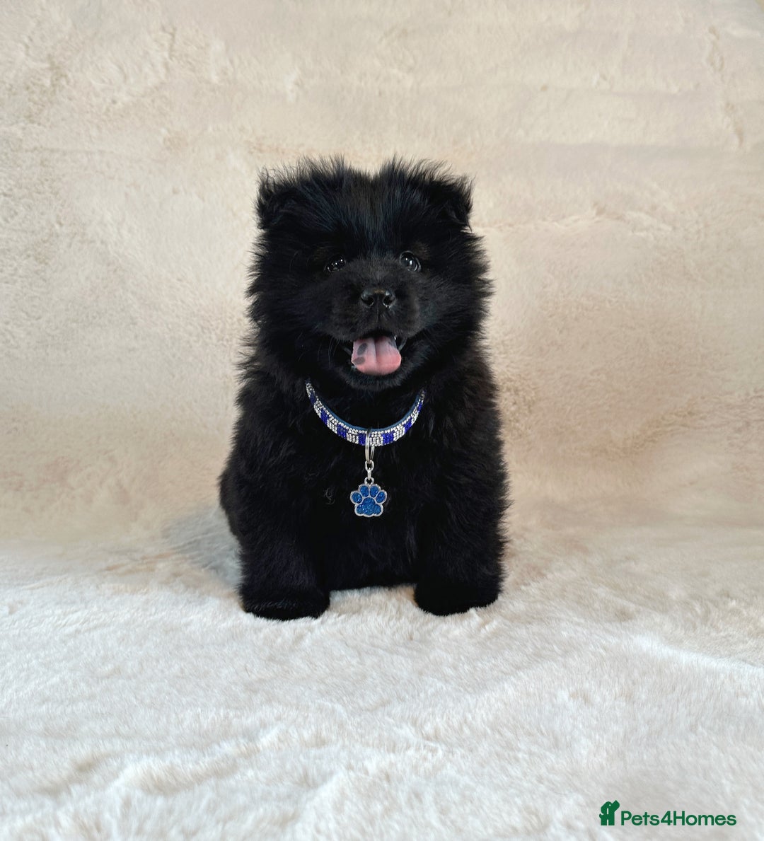 Chow Chow dogs for sale: Exotic colour chowsky puppies for sale  - Image 5