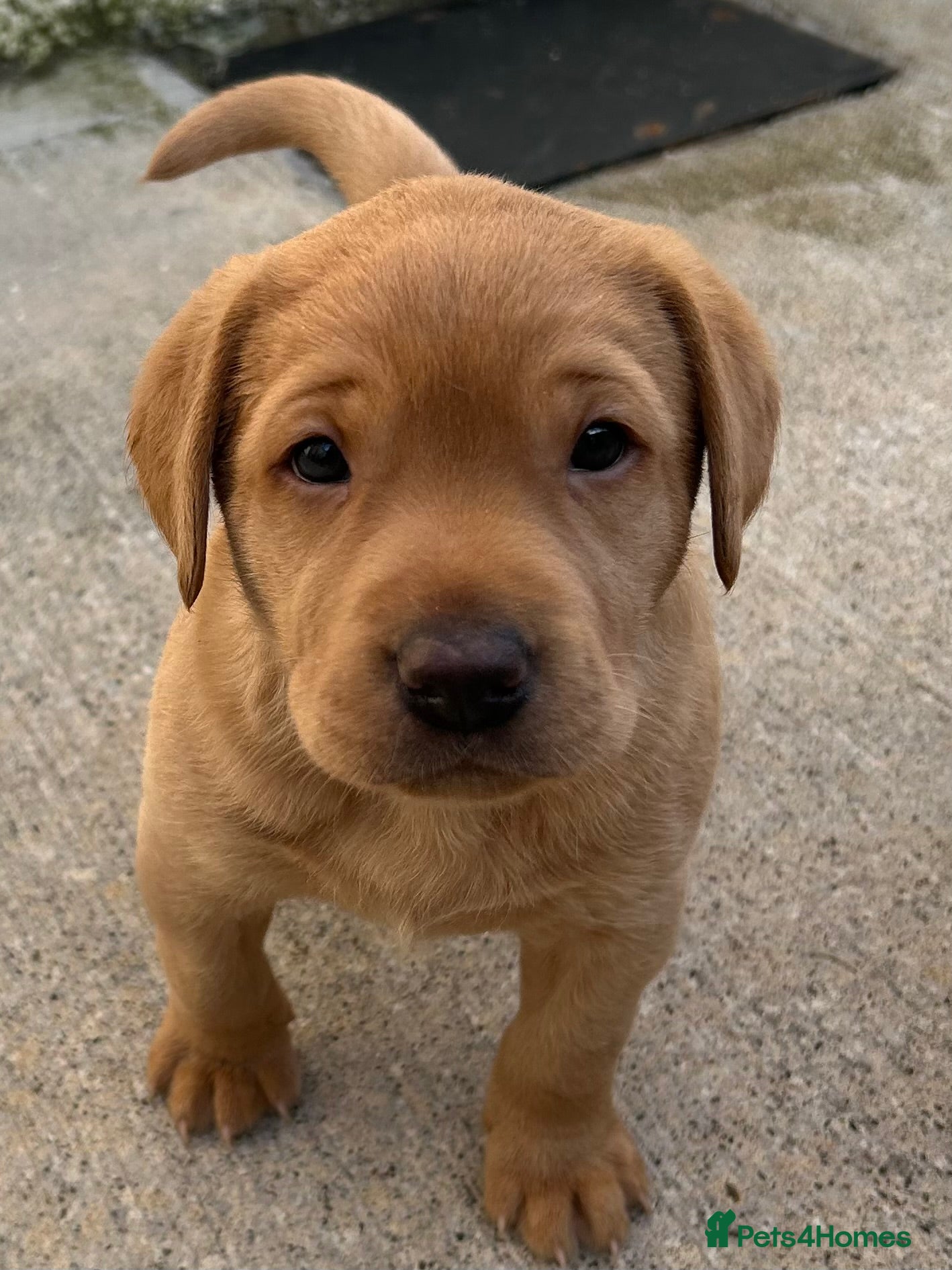 Labrador Retriever dogs KC REG FOX RED LABRADOR PUPPY/LAST MALE AVAILABLE - Advert 2