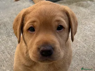 Labrador Retriever dogs KC REG FOX RED LABRADOR PUPPY/LAST MALE AVAILABLE - Advert 6