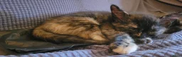 Mixed Breed cats for sale: Five Gorgeous Kittens Available! - Advert 13