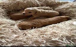 Goldendoodle dogs for sale: Goldendoodle Puppy 1 - F1 Minature Goldendoodle puppies  - Image 11