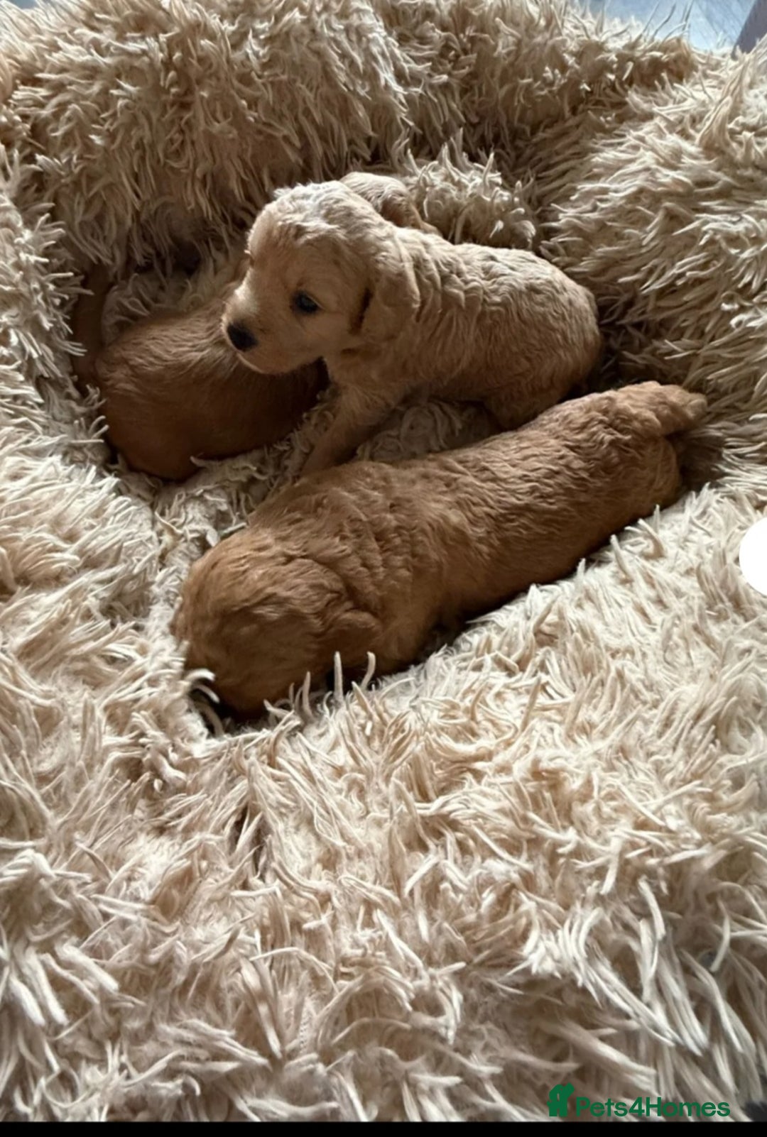 Goldendoodle dogs for sale: Goldendoodle Puppy 1 - F1 Minature Goldendoodle puppies  - Image 11