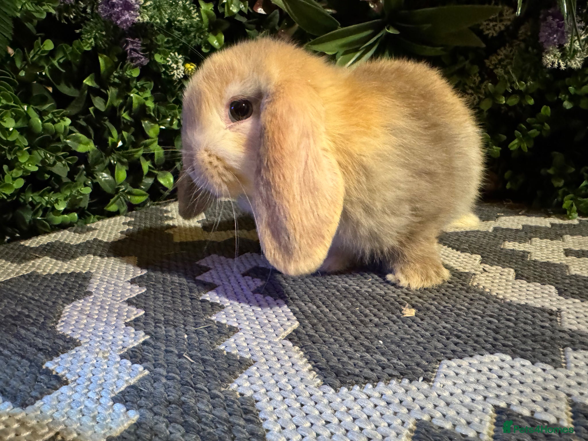 Mini Lop rabbits Mini lops ready to reserve   - Advert 2
