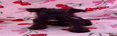 Mixed Breed 8