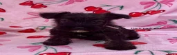 Mixed Breed dogs for sale: Scottish terrier x miniature schnauzer  in Huntingdon - Advert 2