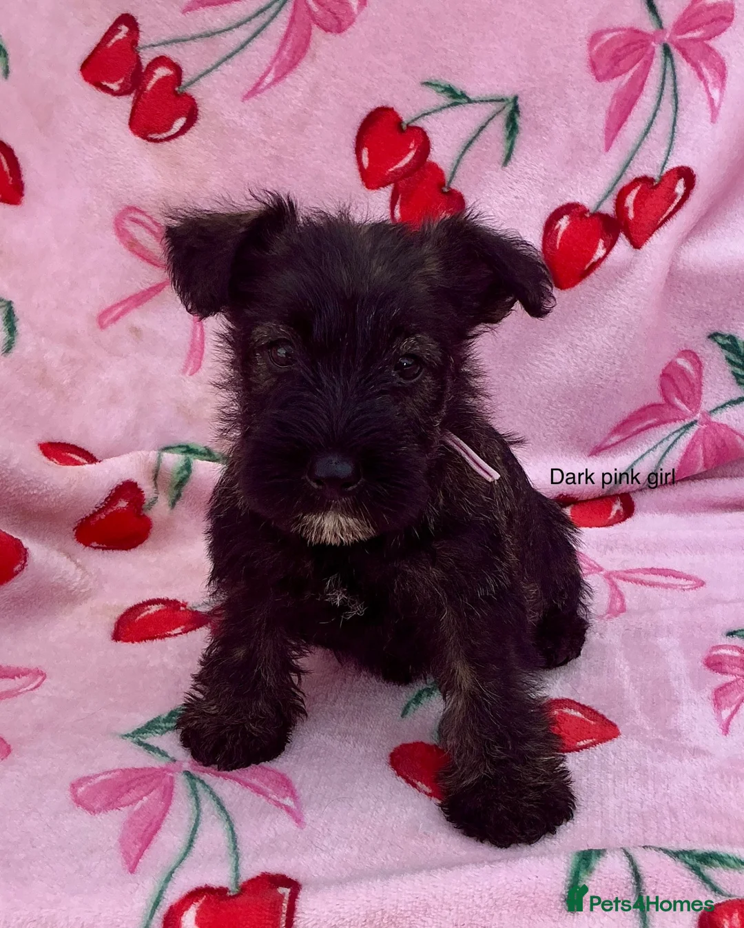 Mixed Breed dogs for sale: Scottish terrier x miniature schnauzer  in Huntingdon - Advert 2