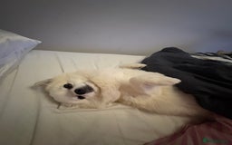 Pomchi dogs for stud: 2yr old Pomchi for Stud - Advert 7