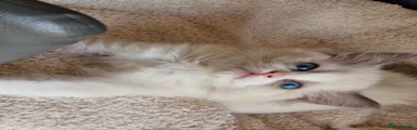 Ragdoll Kitten 5