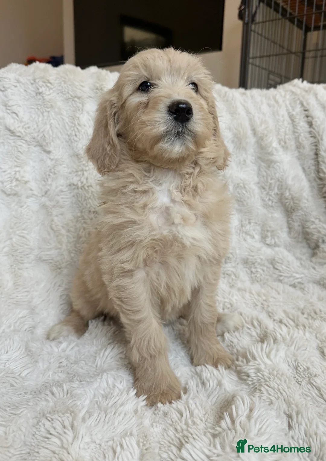Goldendoodle dogs for sale: Big chunky doodles looking for homes  - Advert 21